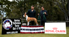 Reserve Bitch Challenge & Opp Sex Open In Show - Ch. Rydoc Dragons Lil Red Corvette (AI)